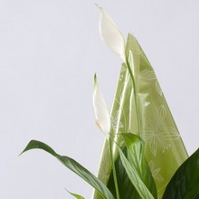 peace lily, plant, gift, www.thegravesendflorist.co.uk
